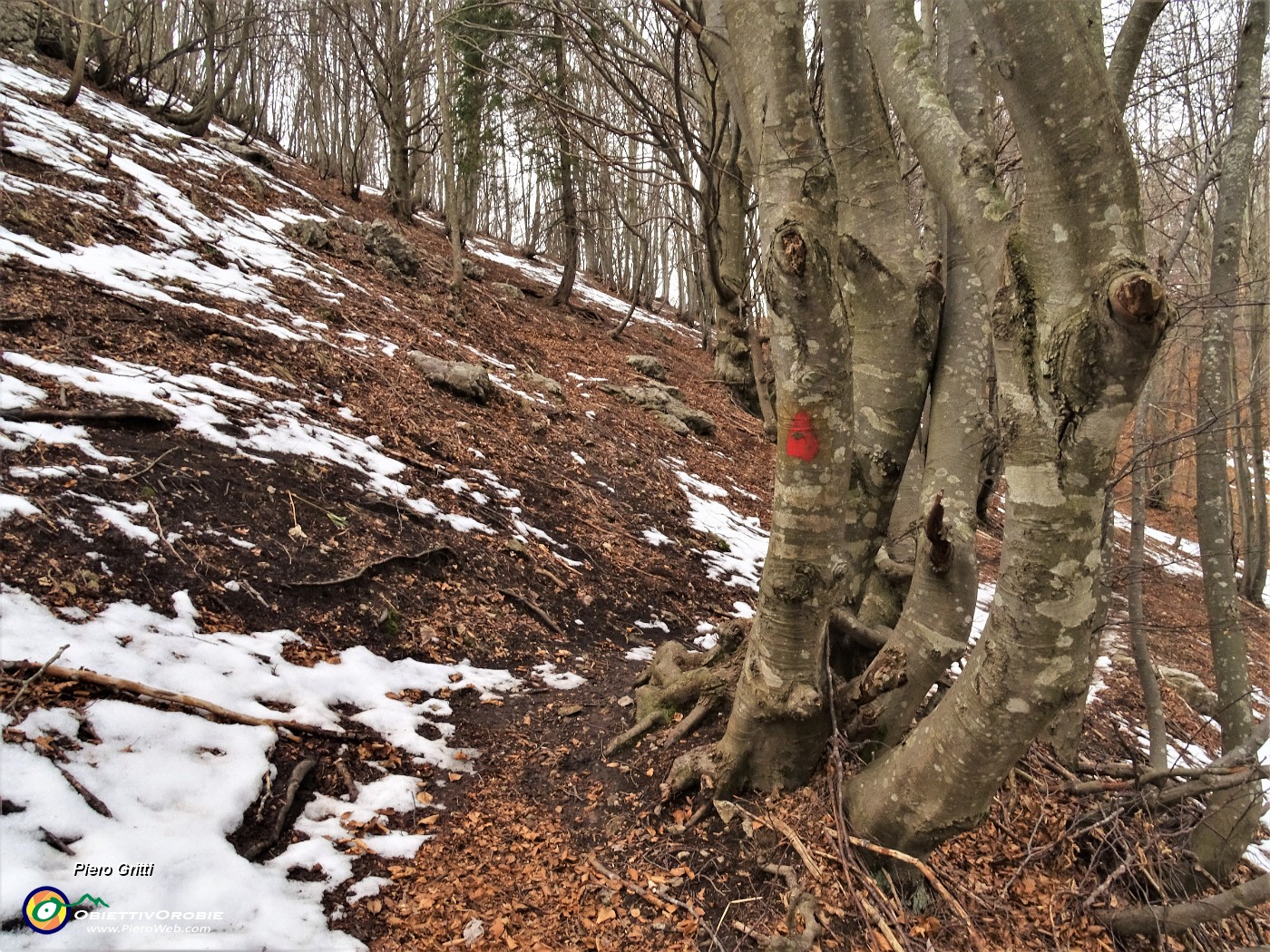 53 Rimasugli di neve in faggeta.JPG